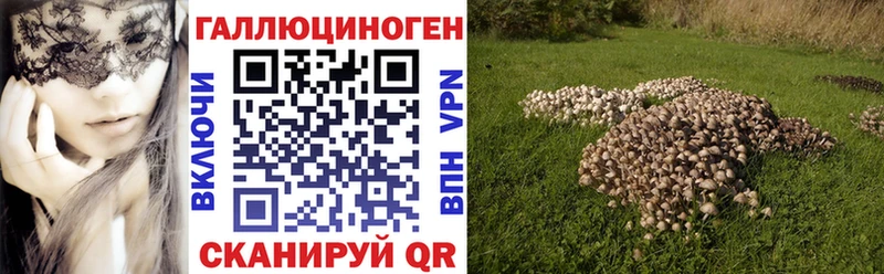 это Telegram  ОМГ ОМГ зеркало  Чебоксары  что такое наркотик  Галлюциногенные грибы Psilocybine cubensis 